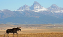 Moose & River Rim