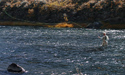 Fly Fishing at River Rim