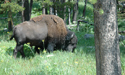 Buffalo at Yellowstone